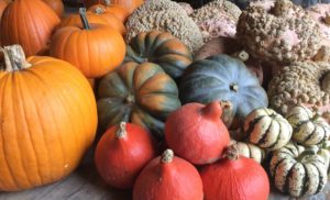 La Ferme du Perré, vente de courges et citrouilles à la ferme, Esclavolles, Marne, 51